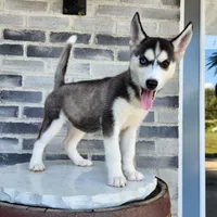Girly, a female Siberian Husky for sale in Grabill, IN – Photo 4 of 10