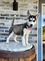 processed/3bf165e2-0b24-428f-9cb0-75df13e380d4/listing/ca9dd979-83ce-45e7-a812-2cb12ec18ae6/a8e117d9-ff6e-4e2a-9f99-af75281b5204