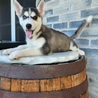 Girly, a female Siberian Husky for sale in Grabill, IN – Photo 10 of 10