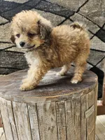 sally, a female Poodle - Toy  for sale in Grabill, IN – 7 of 10
