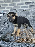 Sarah, a female German Shepherd Dog for sale in Grabill, IN – 5 of 7