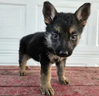 blaze, a male German Shepherd Dog for sale in Grabill, IN – 8 of 9