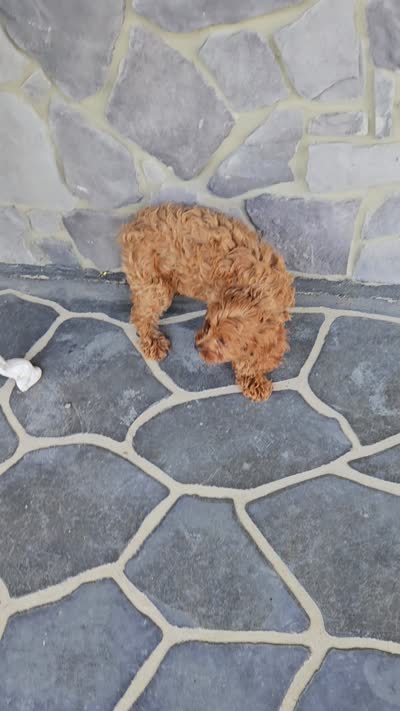 blaze, a male Cavapoo for sale in Grabill, IN – 10 of 10