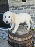 hank, a male English Cream Golden Retriever for sale in Grabill, IN – 2 of 9