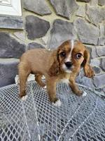 lateasha, a female Cavalier King Charles Spaniel for sale in Grabill, IN – 9 of 10