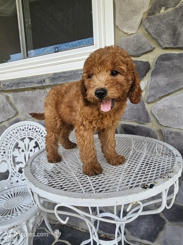 Ethan – Miniature Goldendoodle puppy for sale in Grabill, IN