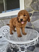 Ethan, a male Miniature Goldendoodle for sale in Grabill, IN – 1 of 10