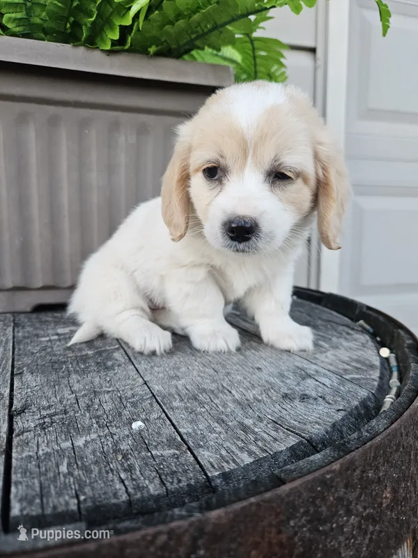 Kevin – Miniature Goldendoodle puppy for sale in Grabill, IN