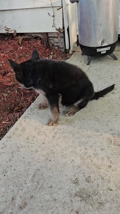 blaze, a male German Shepherd Dog for sale in Grabill, IN – 9 of 9