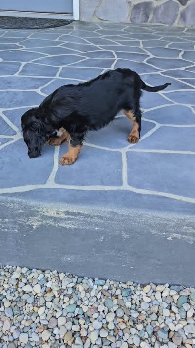 Tina, a female Cavalier King Charles Spaniel for sale in Grabill, IN – 10 of 10