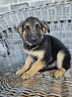 Rocky, a male German Shepherd Dog for sale in Grabill, IN – 7 of 9