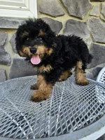 ace, a male Poodle - Toy  for sale in Grabill, IN – 2 of 10