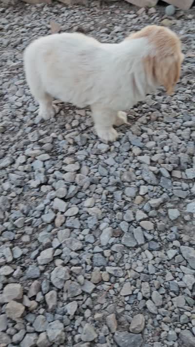 Kevin, a male Miniature Goldendoodle for sale in Grabill, IN – 10 of 10