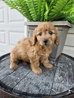 bella, a female Miniature Goldendoodle for sale in Grabill, IN – 8 of 10