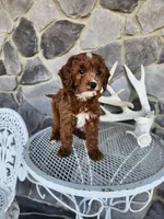 Waylon, a male Miniature Goldendoodle for sale in Grabill, IN – Photo 1 of 10
