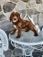 Waylon, a male Miniature Goldendoodle for sale in Grabill, IN – Photo 5 of 10