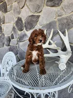 Waylon, a male Miniature Goldendoodle for sale in Grabill, IN – Photo 10 of 10