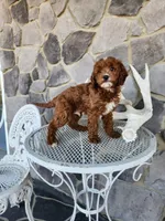 Waylon, a male Miniature Goldendoodle for sale in Grabill, IN – Photo 8 of 10