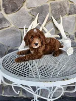 Waylon, a male Miniature Goldendoodle for sale in Grabill, IN – Photo 3 of 10