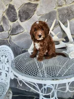 Waylon, a male Miniature Goldendoodle for sale in Grabill, IN – Photo 7 of 10
