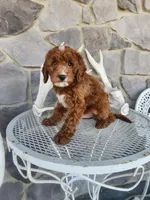 Waylon, a male Miniature Goldendoodle for sale in Grabill, IN – Photo 9 of 10