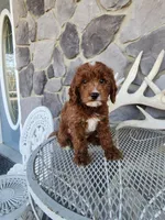 Waylon, a male Miniature Goldendoodle for sale in Grabill, IN – Photo 6 of 10