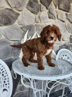 Waylon, a male Miniature Goldendoodle for sale in Grabill, IN – Photo 2 of 10