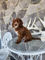 Waylon, a male Miniature Goldendoodle for sale in Grabill, IN – Photo 4 of 10