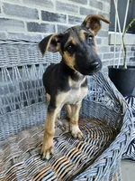 Kevin, a male German Shepherd Dog for sale in Grabill, IN – 3 of 10
