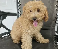 ace, a male Miniature Goldendoodle for sale in Grabill, IN – 3 of 8