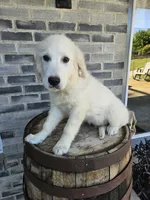 hank, a male English Cream Golden Retriever for sale in Grabill, IN – 4 of 9