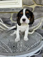 Sammy, a male Cavalier King Charles Spaniel for sale in Grabill, IN – 5 of 10