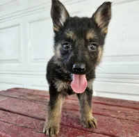blaze, a male German Shepherd Dog for sale in Grabill, IN – 3 of 9