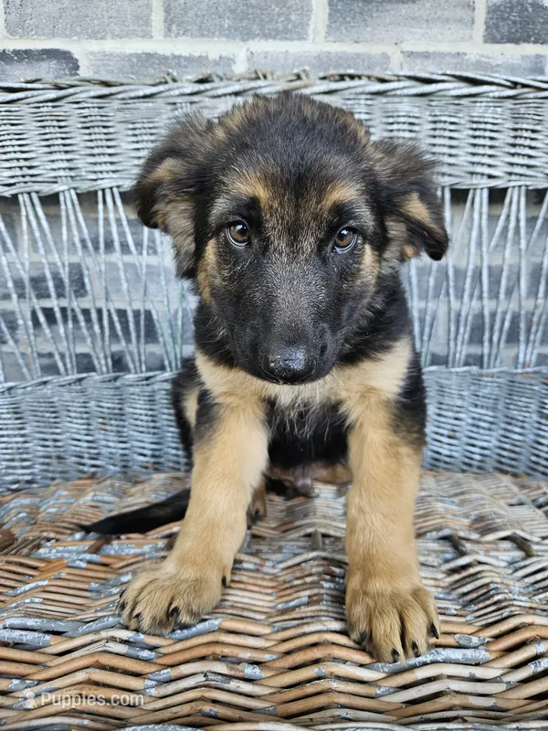 Rocky – German Shepherd Dog puppy for sale in Grabill, IN