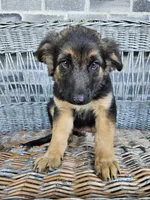 Rocky, a male German Shepherd Dog for sale in Grabill, IN – 3 of 9