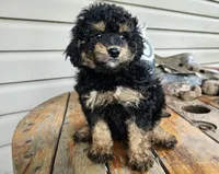 ace, a male Poodle - Toy  for sale in Grabill, IN – 8 of 10