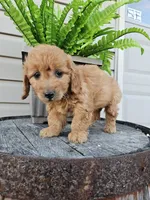 bella, a female Miniature Goldendoodle for sale in Grabill, IN – 9 of 10