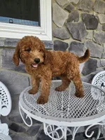 Ethan, a male Miniature Goldendoodle for sale in Grabill, IN – 8 of 10