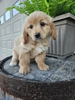 bill, a male Miniature Goldendoodle for sale in Grabill, IN – 8 of 9