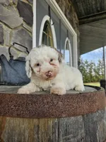 Kevin, a male Poodle - Toy  for sale in Grabill, IN – Photo 5 of 5