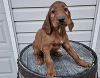Kevin, a male Irish Setter for sale in Grabill, IN – Photo 4 of 9
