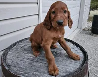 Kevin, a male Irish Setter for sale in Grabill, IN – Photo 5 of 9