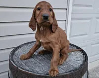Kevin, a male Irish Setter for sale in Grabill, IN – Photo 2 of 9