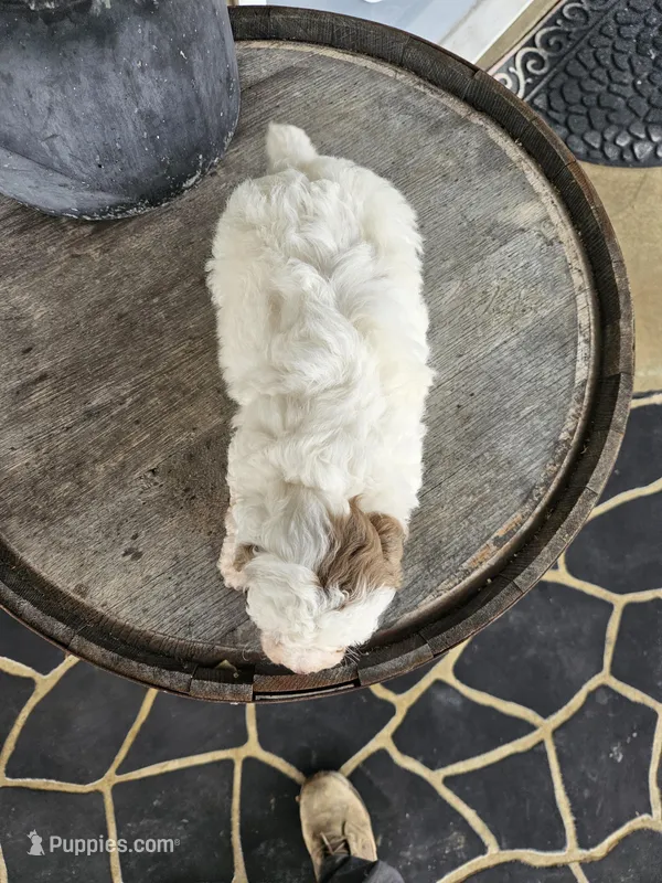 Kevin – Irish Setter puppy for sale in Grabill, IN