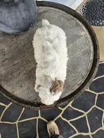 Kevin, a male Poodle - Toy  for sale in Grabill, IN – Photo 2 of 5