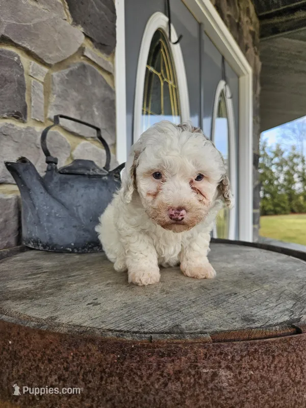 Kevin – Poodle - Toy  puppy for sale in Grabill, IN