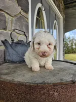 Kevin, a male Poodle - Toy  for sale in Grabill, IN – Photo 1 of 5