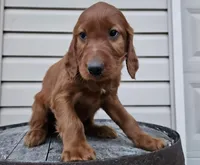 Kevin, a male Irish Setter for sale in Grabill, IN – Photo 3 of 9