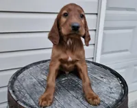 Kevin, a male Irish Setter for sale in Grabill, IN – Photo 6 of 9