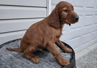 Kevin, a male Irish Setter for sale in Grabill, IN – Photo 9 of 9